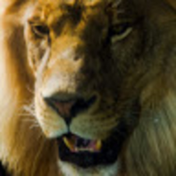 Meet your Posher, Humain - Picture 1 of 1